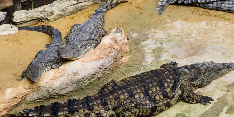 Agroland a atras 10 milioane EUR prin listare: extindere, achiziții și fabrică nouă