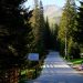 Turista ucraineană mușcată de urs pe Transfăgărășan, transportată la spital