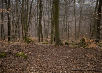 Veștea, asociere nedeclarată într-o pădure din Râșnov