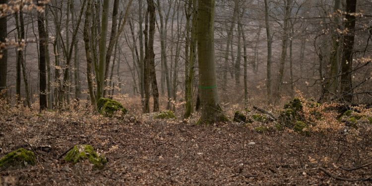 Veștea, asociere nedeclarată într-o pădure din Râșnov