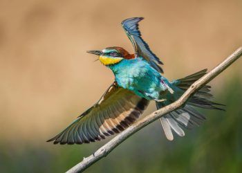 Experți: sisteme anti-drone Merops, cele mai eficiente în pace; sosire rapidă în România
